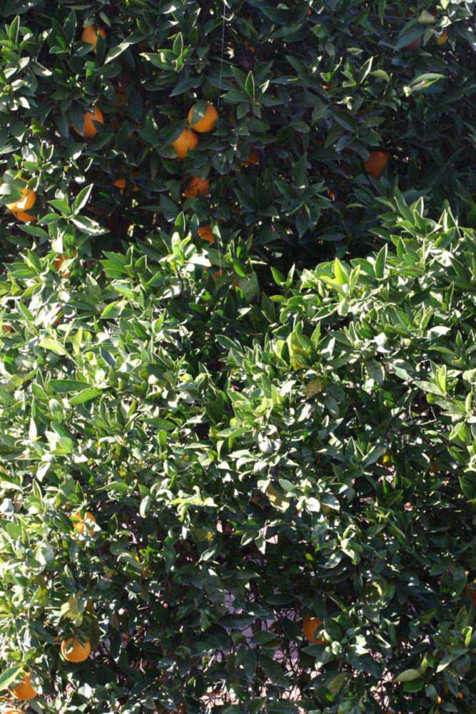              Habit (Riverside, CA)       